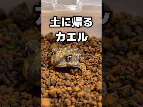 さようなら、土にカエります