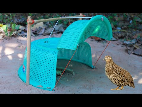 Most Creative Bird Trap Using Plastic Box - Easy Idea Catch Quail Bird