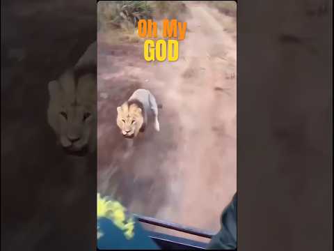 Bal Bal Bach Gaya ye 🦁 #shorts #safari #lion #lionsafari #gir #girsafari #junglesafari #trending