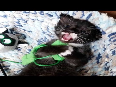 Cute Tiny Kitten Who Couldn’t Grow Finally Finds Someone To Love Him