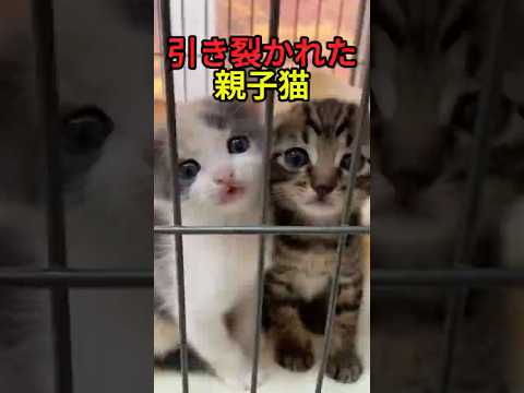 引き裂かれた親子【猫感動物語】 #shorts
