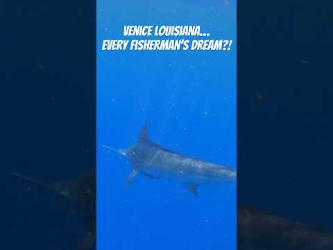 Every fishermans dream!!#bluemarlin video thumbnail