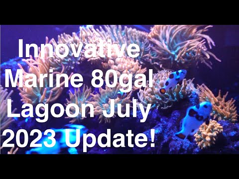 Innovative Marine 80gal Lagoon July 2023 Update! Check out the 80gal lagoon and how it's doing! Copepods Culture setup video coming soon!

Get 10% of