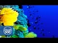 Coral Reefs: Growth and Threats