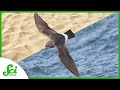 Storm Petrels and Their Unique Nesting Habits