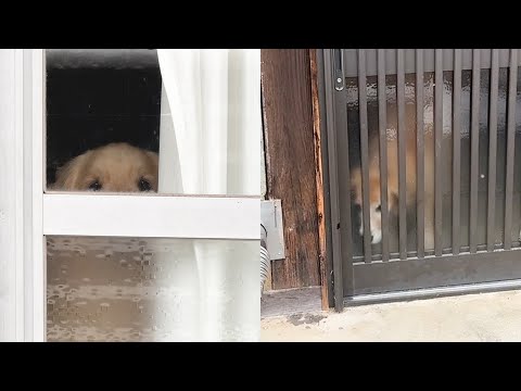 ちゃんと連れて行くのに取り残された顔してくる愛犬がこちらです。