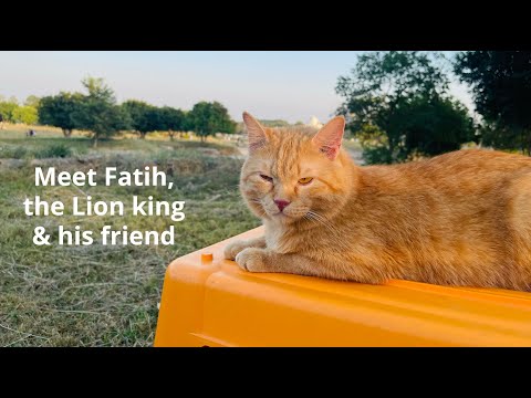 Meet Fatih, the lion king & his friend (Our Cats) | The Jungle Book