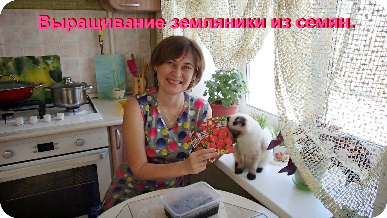 Посев земляники семенами. Мой первый опыт