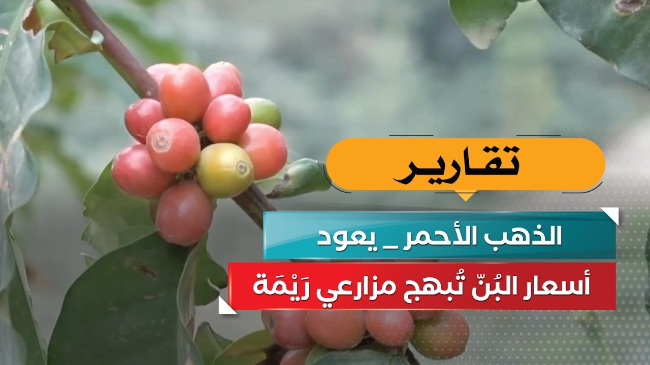 قناة السعيدة