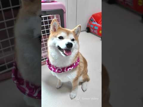 豆柴兄妹のマッサージでわかる！最強ツボとその効果 サムネイル