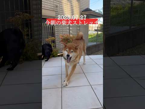 寝坊しちゃった #柴犬 #dog #わんこ #shibainu #stretch #doggie #yoga #routines #ストレッチ #sleeping #healing #トレーニング サムネイル