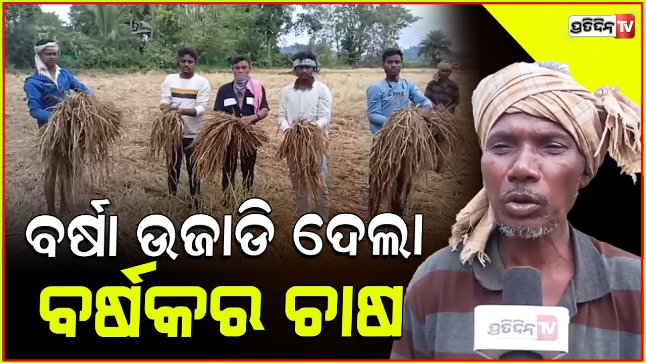 ବର୍ଷାରେ ଧାନଫସଲ ନଷ୍ଟ, ଦଶକୁଟୁମ୍ବ ପରିବାର ଖାଦ୍ୟ ଉଜାଡ଼ିଲା ବର୍ଷା rain damaged standing crops in Rayagada.