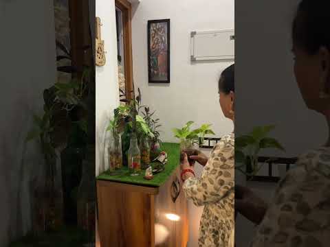 Shoe rack decoration with plants 🪴🏡 #plantlover #plantdecor #garden #gardeningideas