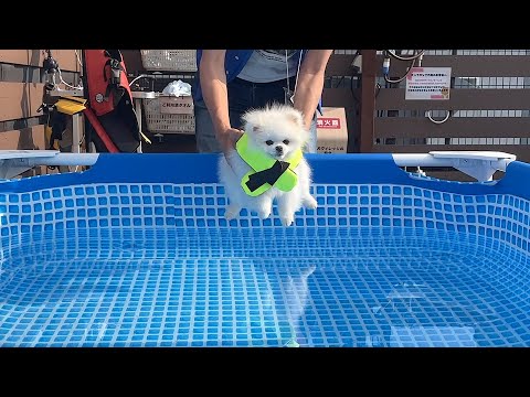 ポメラニアンをプールに入れると起こること