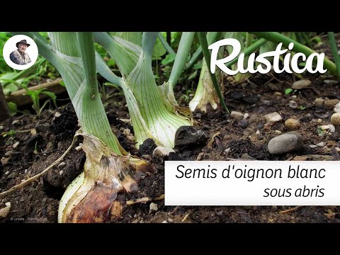 Semer des oignons blancs sous tunnel