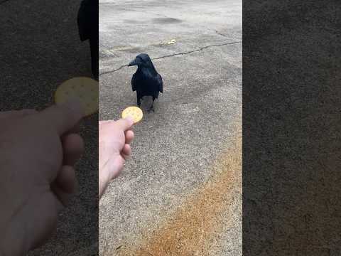 カラスのお菓子整理