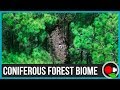 Coniferous Forests and Their Adaptations