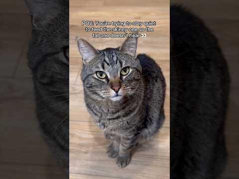 Feeding the skinny cat vs the fat cat