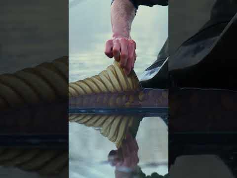 Quest For A 50lb Carp (COMING TOMORROW at MIDDAY!)