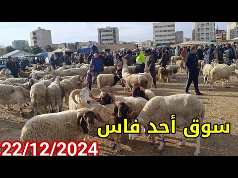 مباشرة من أحد فاس 22/12/2024 أثمنة الخروف الكسابي والنعجة وخروفة ماعز فرجة ممتعة