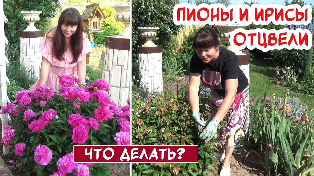 Обрезка ПИОНА и ИРИСА после цветения. Подкормка и подготовка к зиме