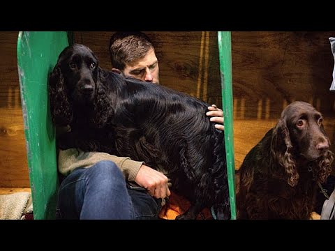 Egyesült Királyság: Megnyílt a birminghami Crufts, több mint 20 ezer kutyával