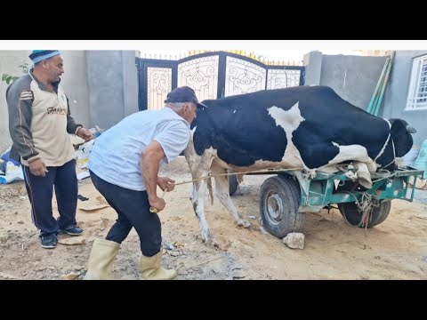 حرام عليكم اللي عملتوه في العجل دا كان مصير العجل لما اتجمع خمس رجاله نهايه مأساويه 🤭🤭🤭