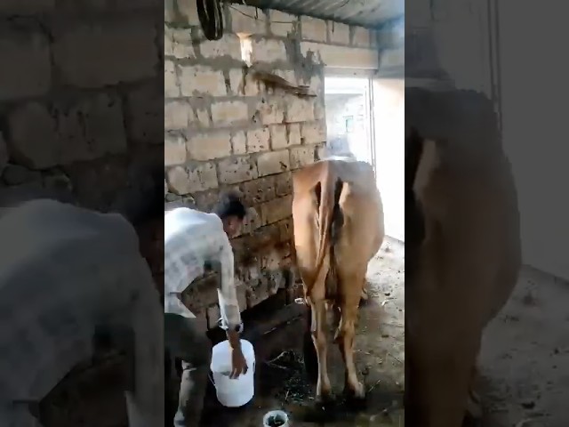 Buy Ghee with Video Proof - Order #365 Ghee Making Video