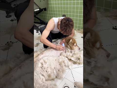 remove all hair from a dog #grooming #dogcoach #animal #pets #groomingtips #groomingsupplies
