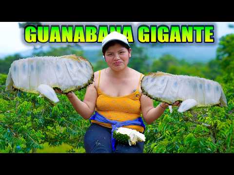 Secretos de una plantación de Guanábana que no conocías NATHALIA