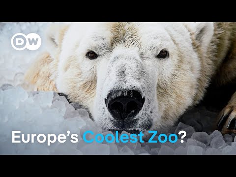 YouTube video thumbnail: How Prague Zoo Keeps Polar Bears Cool in the Heat