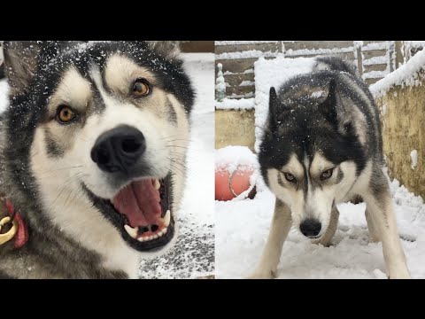 Snow Makes This Husky Go CRAZY!