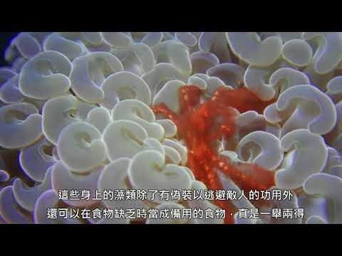 墾丁南灣海域珊瑚礁生態系調查監測_偽裝蟹 - YouTube(4分59秒)(22秒開始看)
