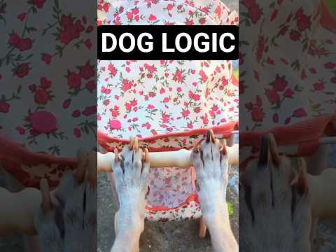 My Dog Took His Baby for a Walk 😂🐶 #shorts #funnydog