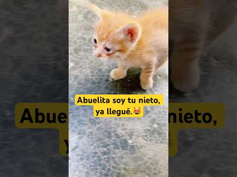 Abuelita soy tu nieto y ya llegué #gato #cats #funnycats #pets #catlovers #gatitos