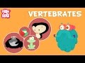 Animal Classification and Characteristics