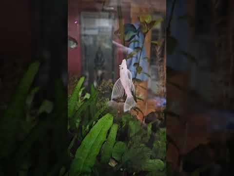 Longfin Snow White BN showing off when the lights  