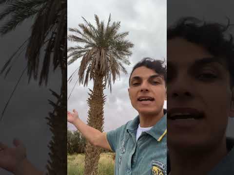 قفازات الاقدام الذهاب لكل مكان