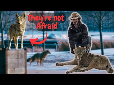 This city is overrun with coyotes!!