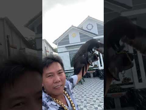 Từ sao lưng bay tới luôn