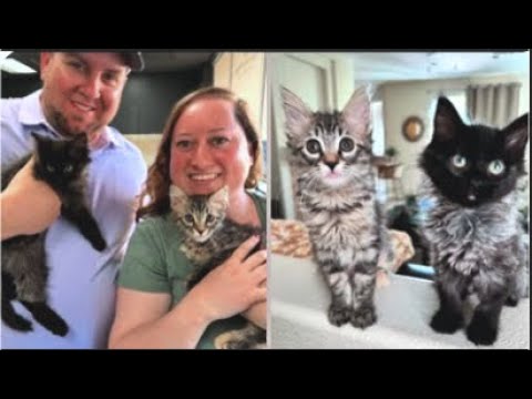 Watch This black Kitten’s INSANE Transformation in Just 60 Days! #truestory