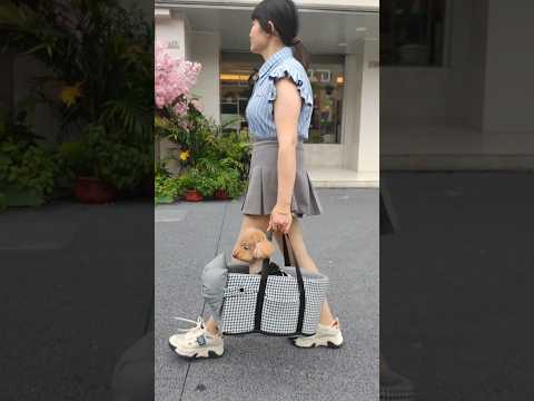 👜2024 Pet easy carry Bag #shopify #shorts #pets #cat #dropshipping #dropshippingagent #ecommerce