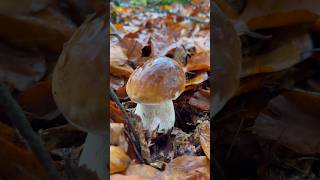 Steinpilz - Boletus Edulis 2025 #steinpilze #porcini #fungi #cèpes #pilzesammeln #fyp