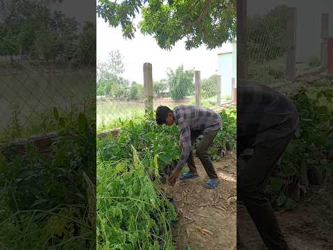 amrud ka ped lagaya 🌳🙏#shorts #youtubeshorts #trending #viral