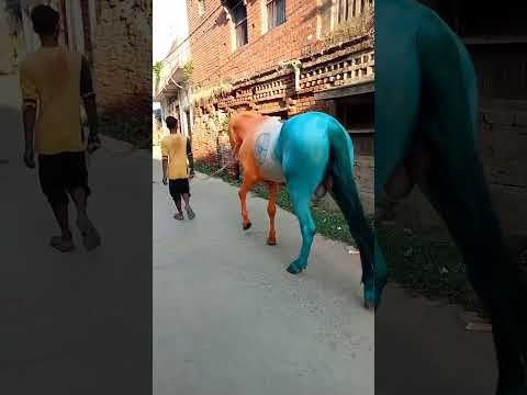 Mera Desh ka ghoda teen color ka India of ???? #SHORT