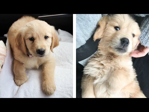 😍 Adorable Golden Babies That Will Make Your Day 🐶🐶 | Cute Puppies