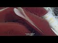 Hydrothermal Vents and Ecosystem Interactions