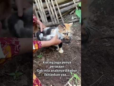 Kucing juga punya perasaan, gak rela anaknya dikubur
