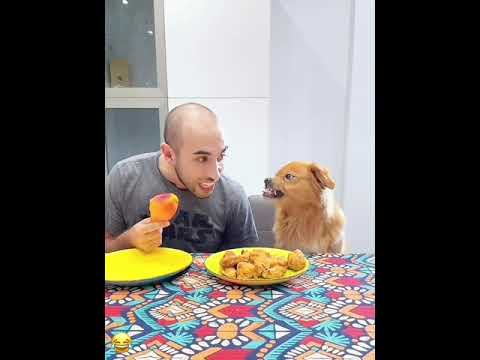 pet funny dog ๐#funny #dogowner #pets #petloversunite #pets #petowner #petowner #petneeds #funnydog