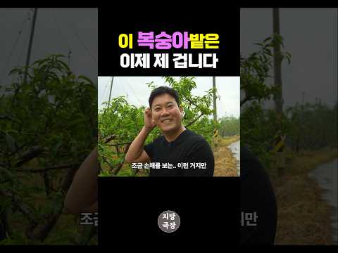 복숭아밭을 통째로 사는 이유?